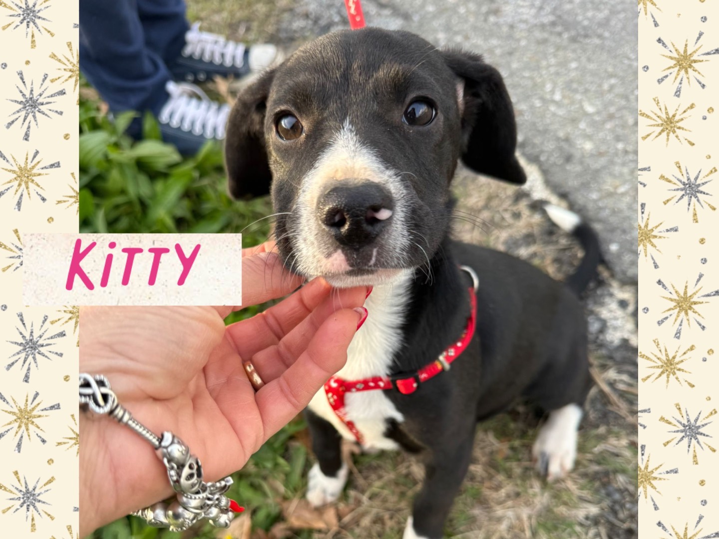 Adozione cane, femmina, Razza sconosciuta Razza sconosciuta, 4 mesi, taglia media contenuta, Catanzaro
