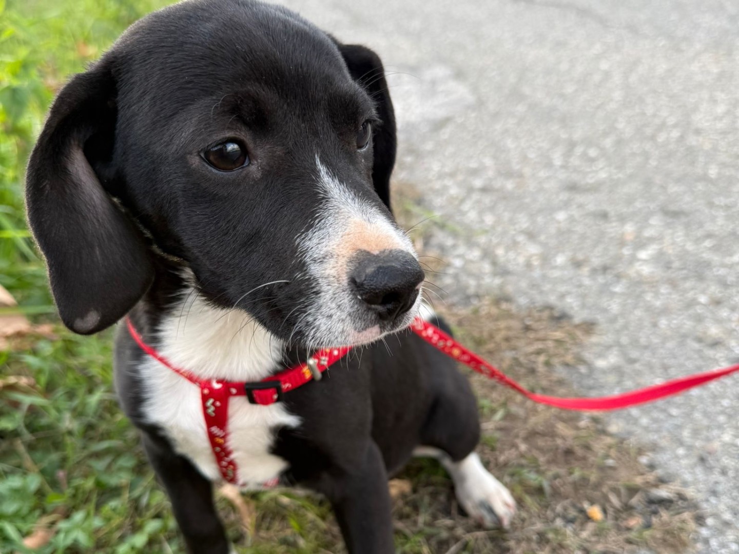 Adotta il cane Kitty a Catanzaro