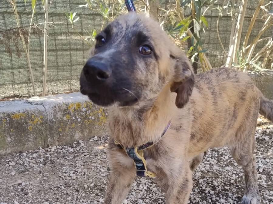 Vuoi adottare un cane a Agrigento?