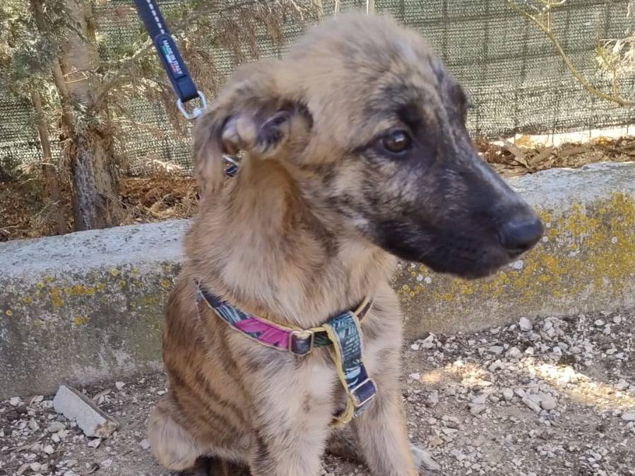 Adotta il cane SPYCE a Agrigento