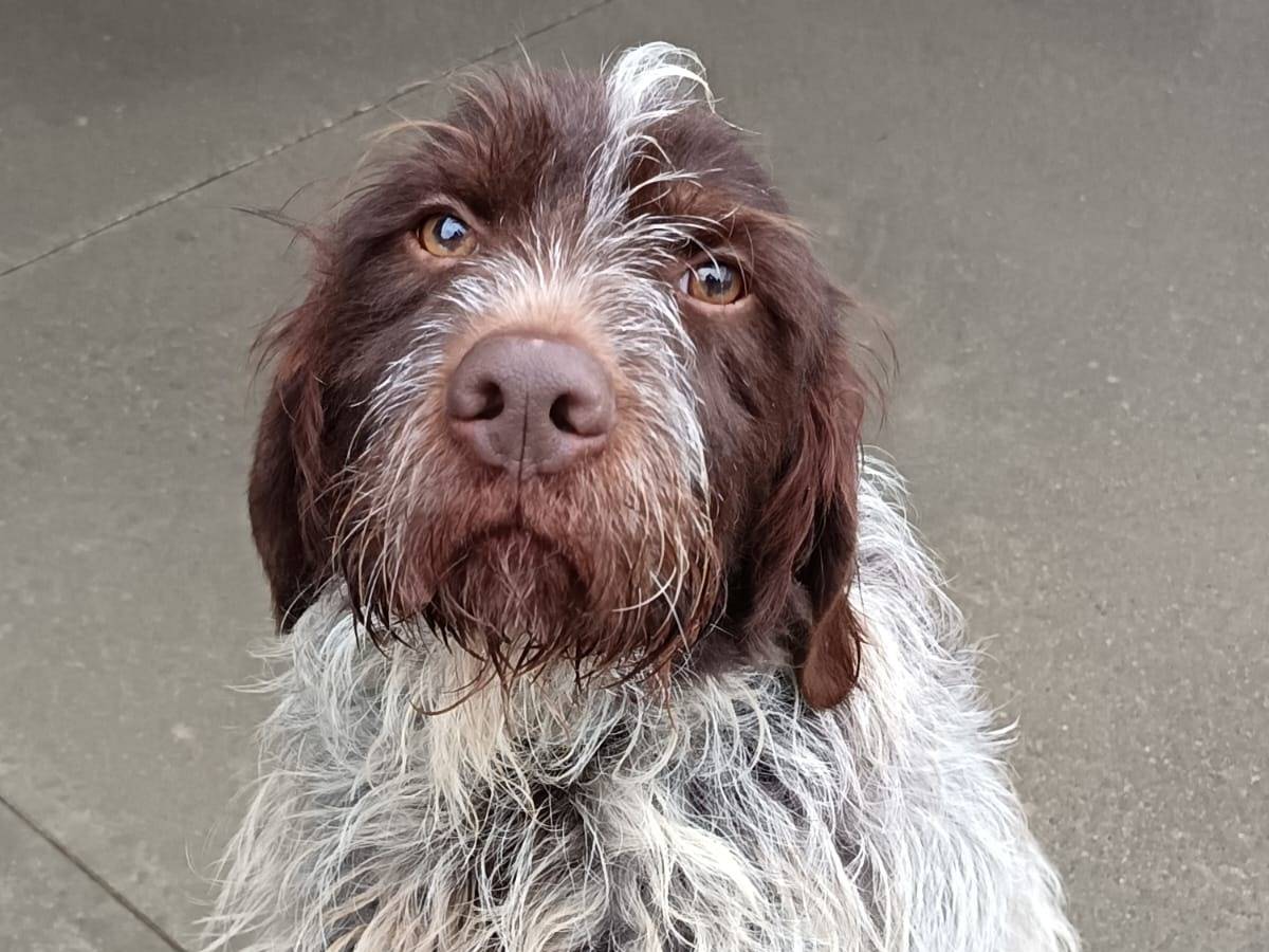 Adozione cane, maschio, Razza sconosciuta Razza sconosciuta, 4 anni e 8 mesi, taglia media, Pisa