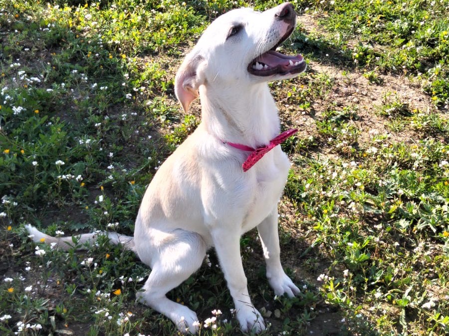 Adotta un cane, femmina, 6 mesi, Ragusa