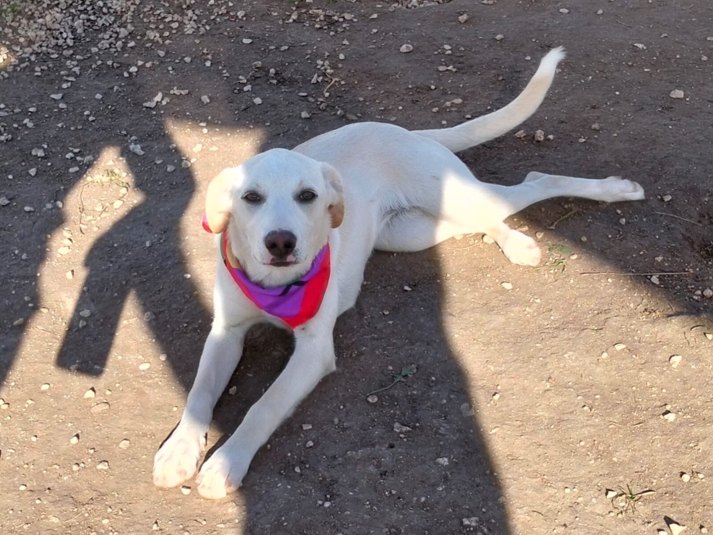 Adotta un cane, taglia media, femmina, Ragusa