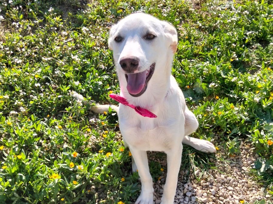 Vuoi adottare un cane a Ragusa?