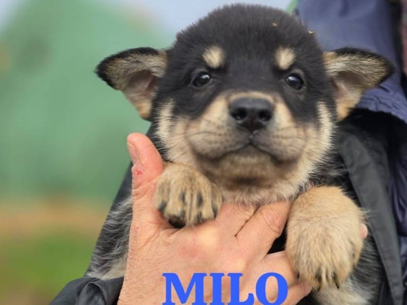 Adozione cane, maschio, Razza sconosciuta Razza sconosciuta, 4 mesi, taglia media, Milano