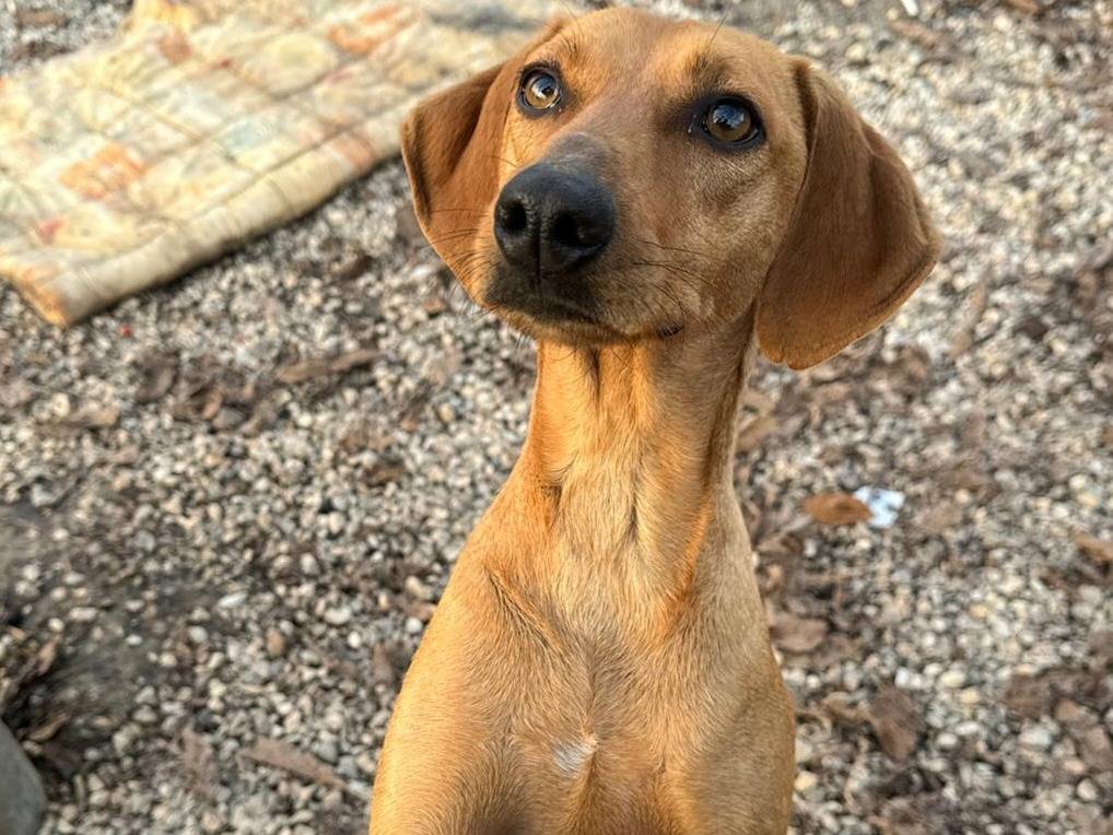 Adozione cane, maschio, Segugio Razza sconosciuta, 2 anni e 1 mese, taglia media contenuta, Teramo