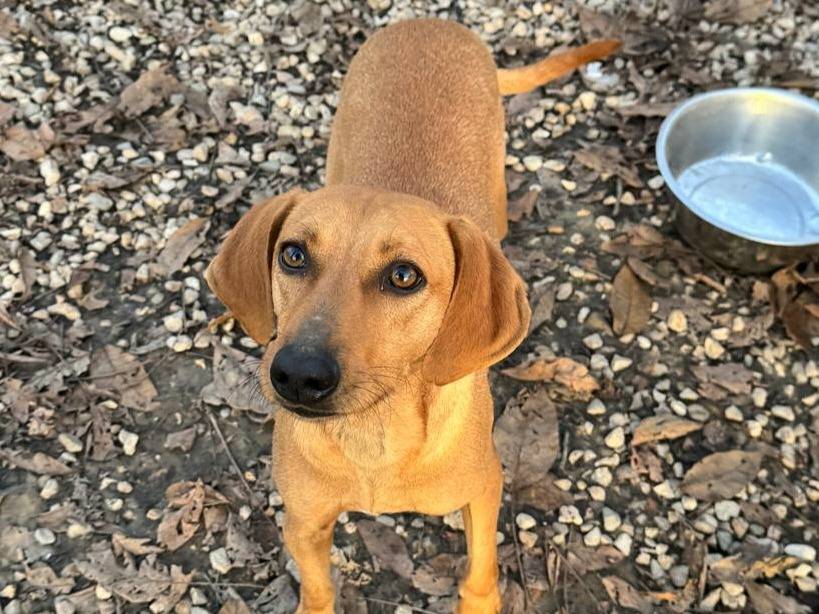 Adotta un cane, maschio, 2 anni e 1 mese, Teramo