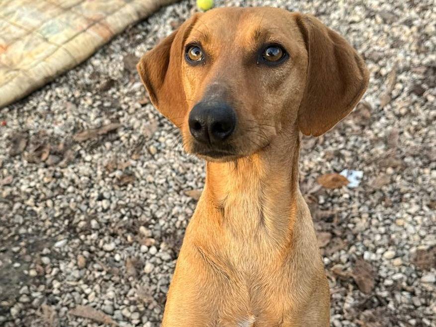 Adotta il cane Jack a Teramo