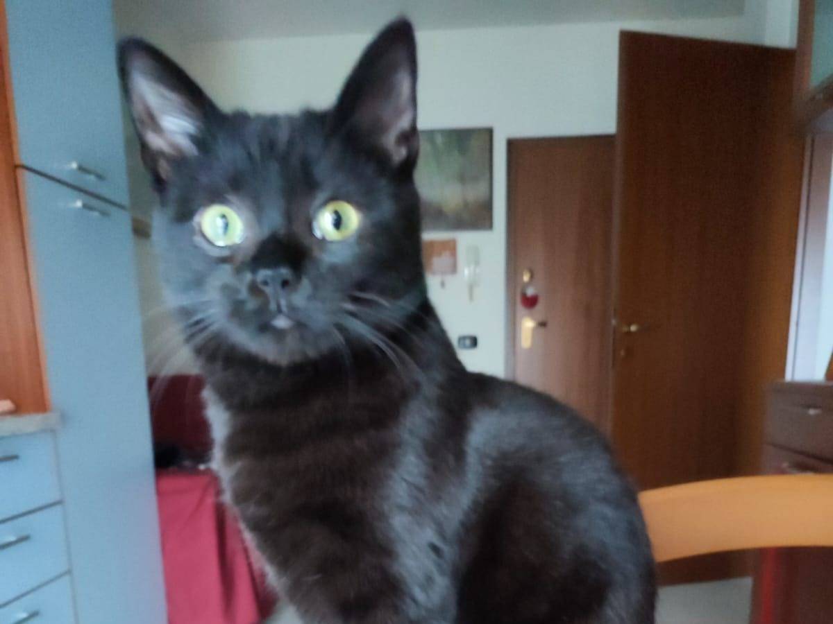 Adotta il gatto EMMA a Verona