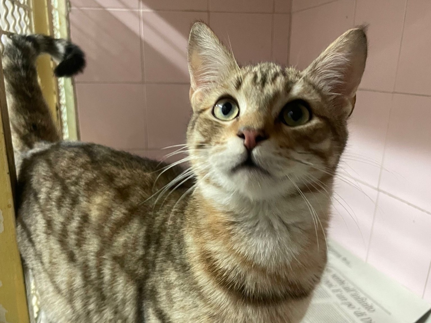 Adotta un gatto, maschio, 5 mesi, Milano