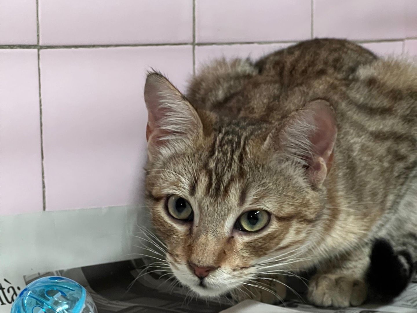 Adotta un gatto, taglia non valida, maschio, Milano