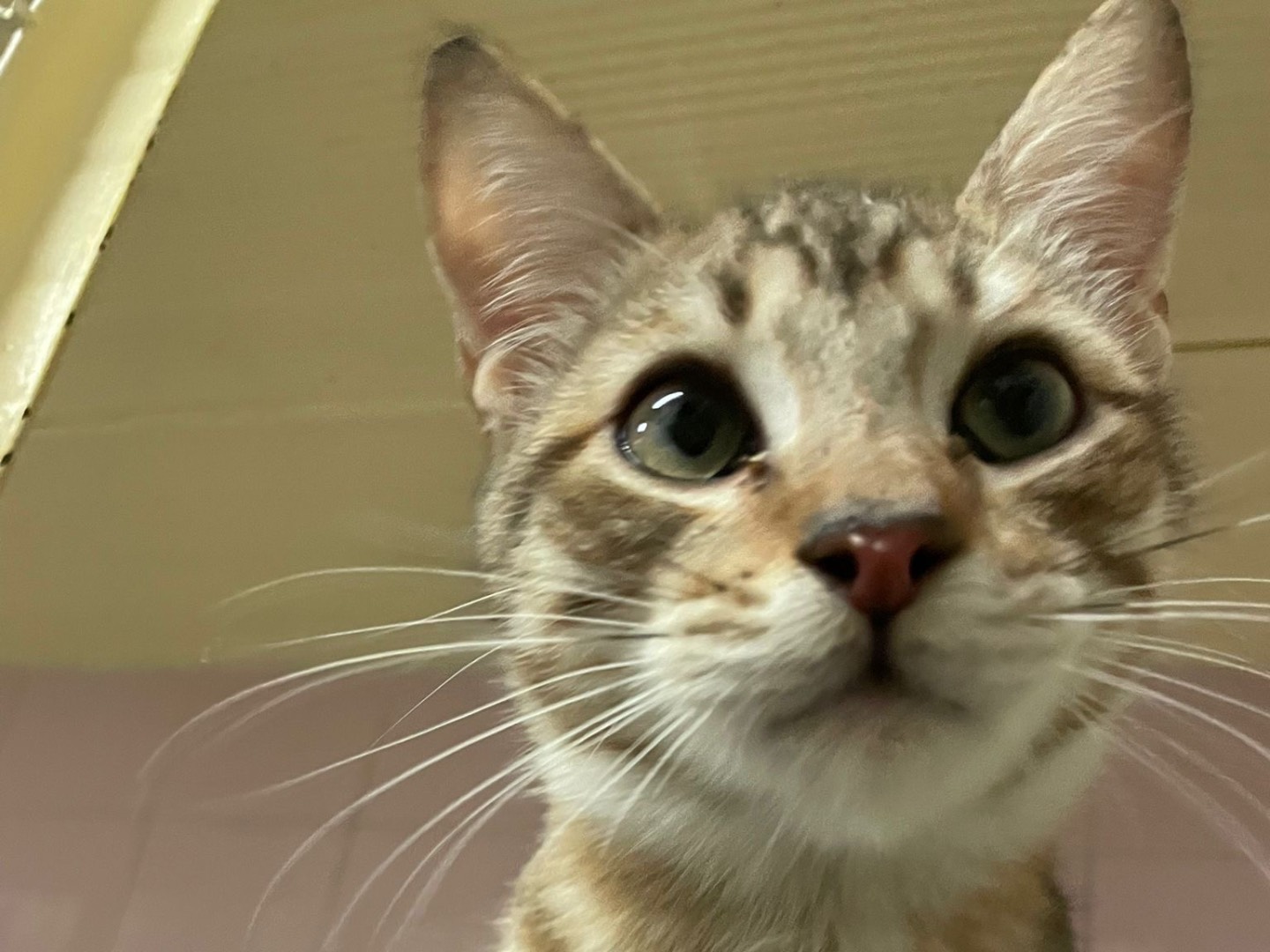 Vuoi adottare un gatto a Milano?