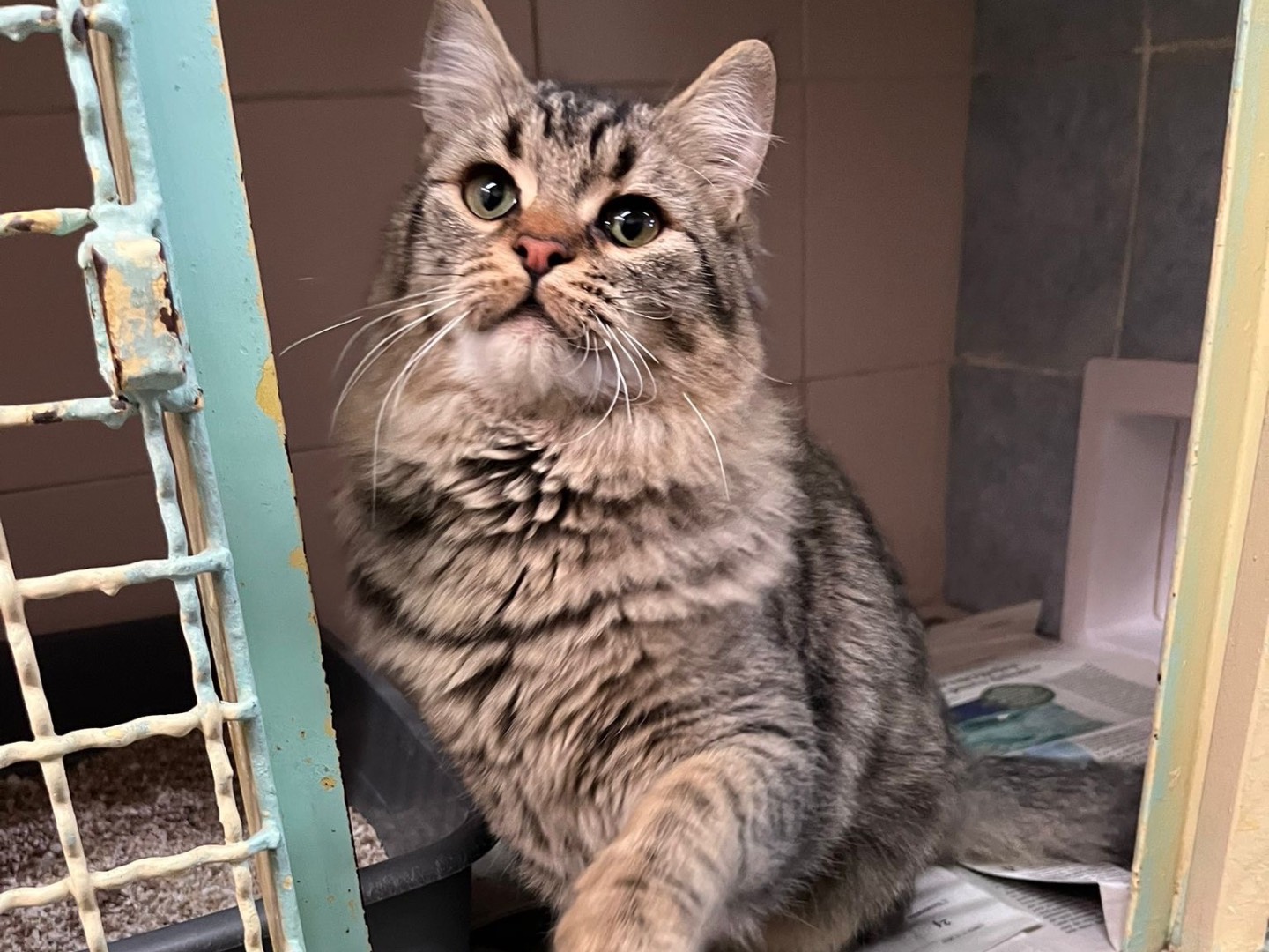 Adotta un gatto, femmina, 8 mesi, Milano