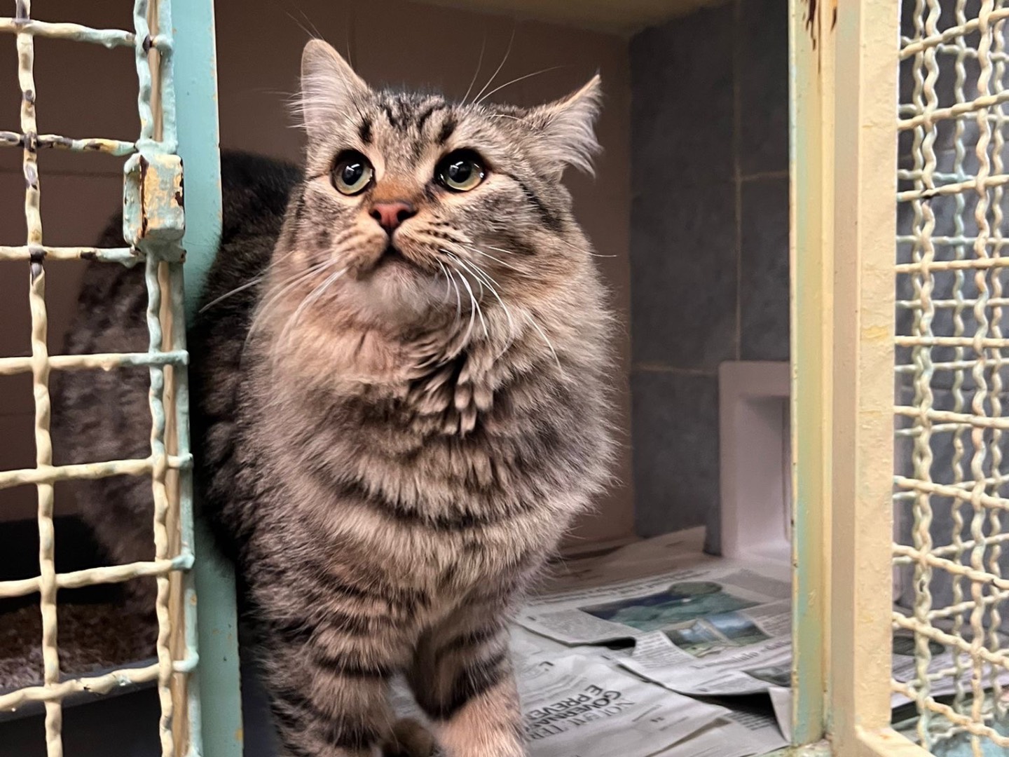 Adotta un gatto, taglia non valida, femmina, Milano