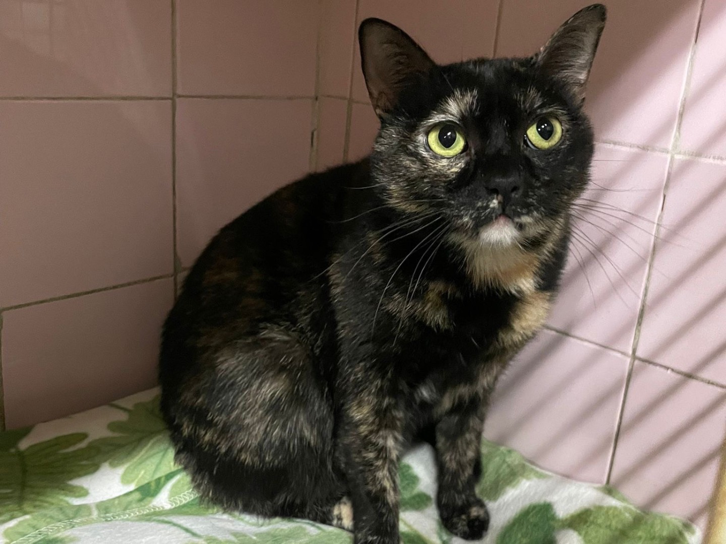 Adozione gatto, femmina, Razza sconosciuta Razza sconosciuta, 2 anni, taglia non valida, Milano