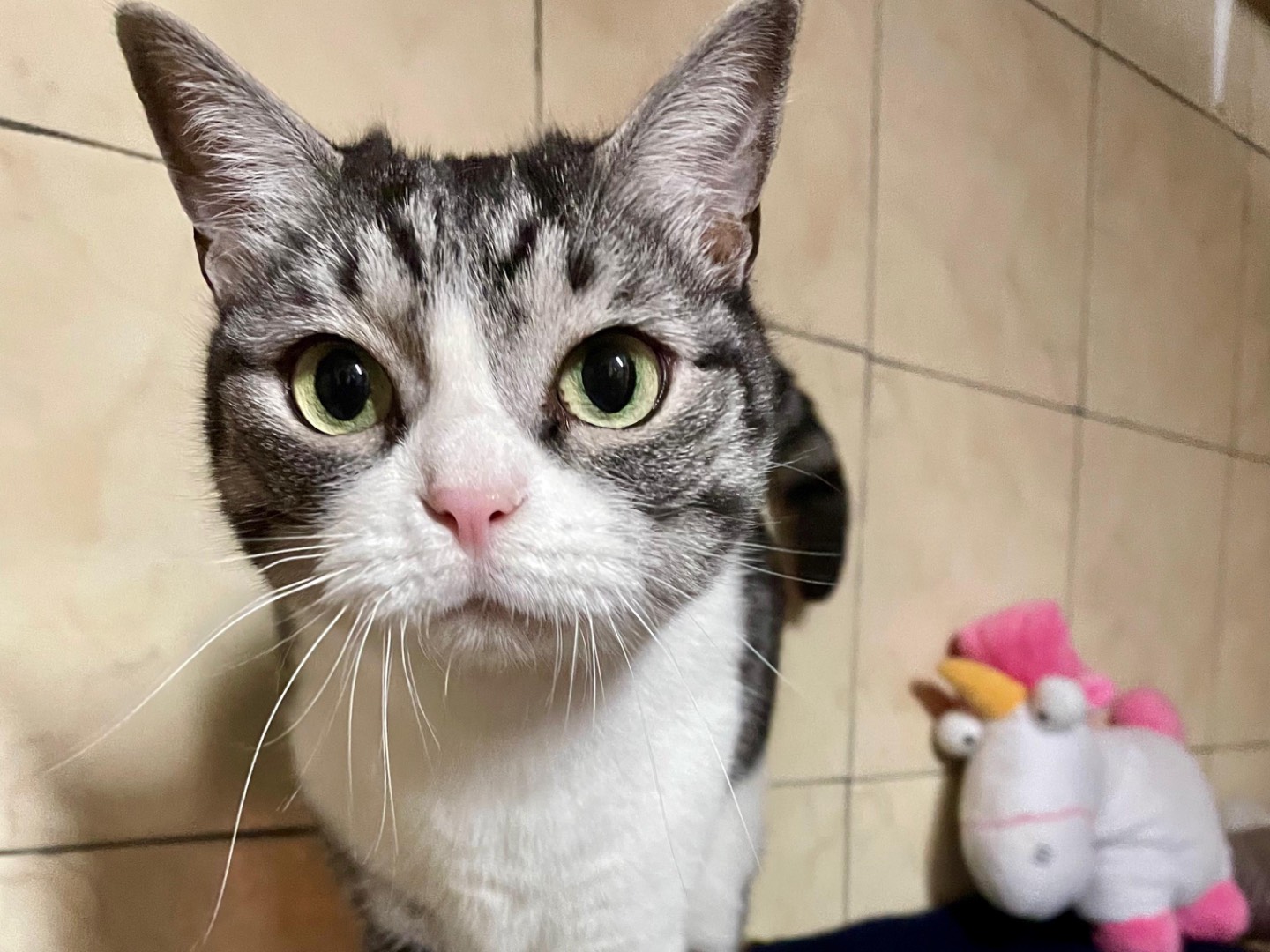 Adozione gatto, femmina, Razza sconosciuta Razza sconosciuta, 8 anni e 6 mesi, taglia non valida, Milano