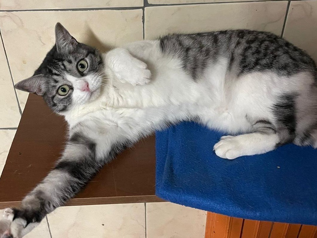 Adotta un gatto, femmina, 8 anni e 6 mesi, Milano