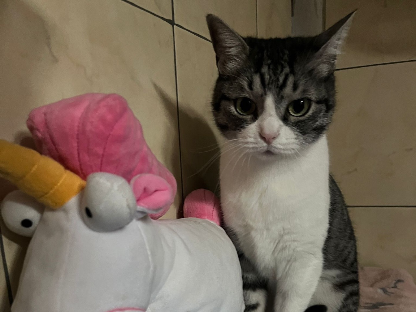 Adotta il gatto Polly a Milano