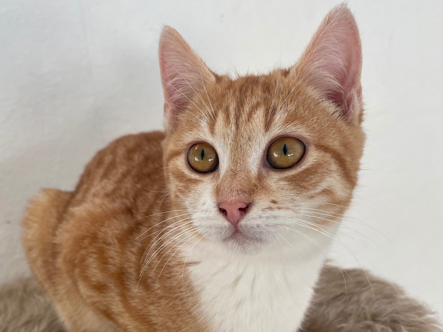 Adozione gatto, femmina, Razza sconosciuta Razza sconosciuta, 4 mesi, taglia non valida, Lecce