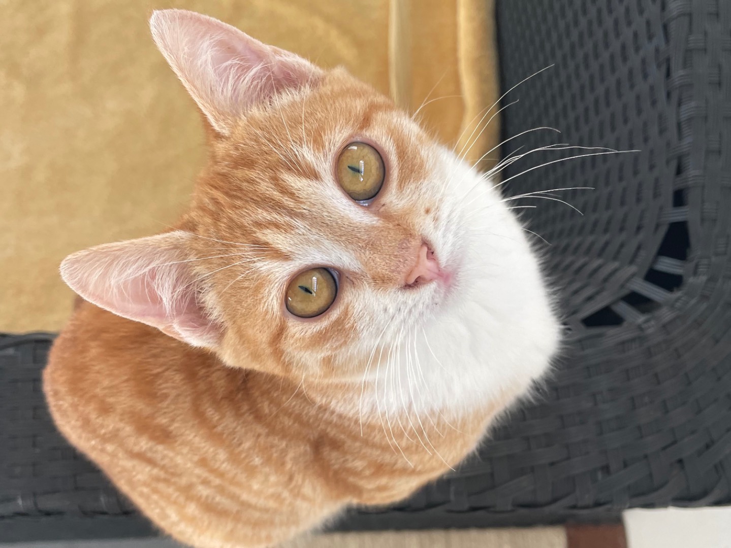 Adotta il gatto Jasmine a Lecce