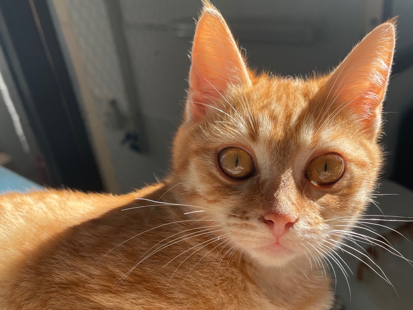 Vuoi adottare un gatto a Lecce?