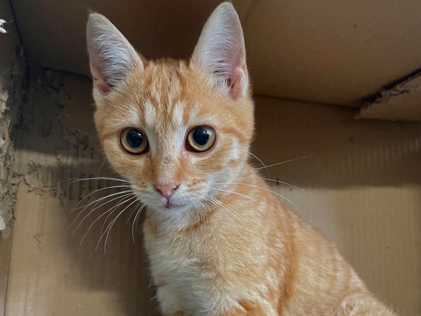 Adotta il gatto Petunia a Lecce