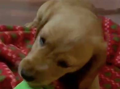 Adozione cane, maschio, Razza sconosciuta Razza sconosciuta, 4 mesi, taglia piccola, Milano