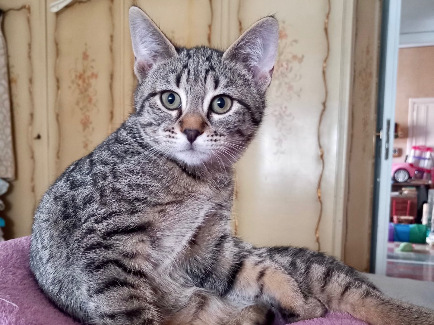 Adotta un gatto, femmina, 2 mesi, Latina