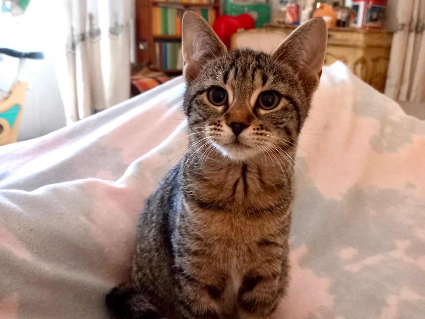 Adotta un gatto, taglia non valida, femmina, Latina