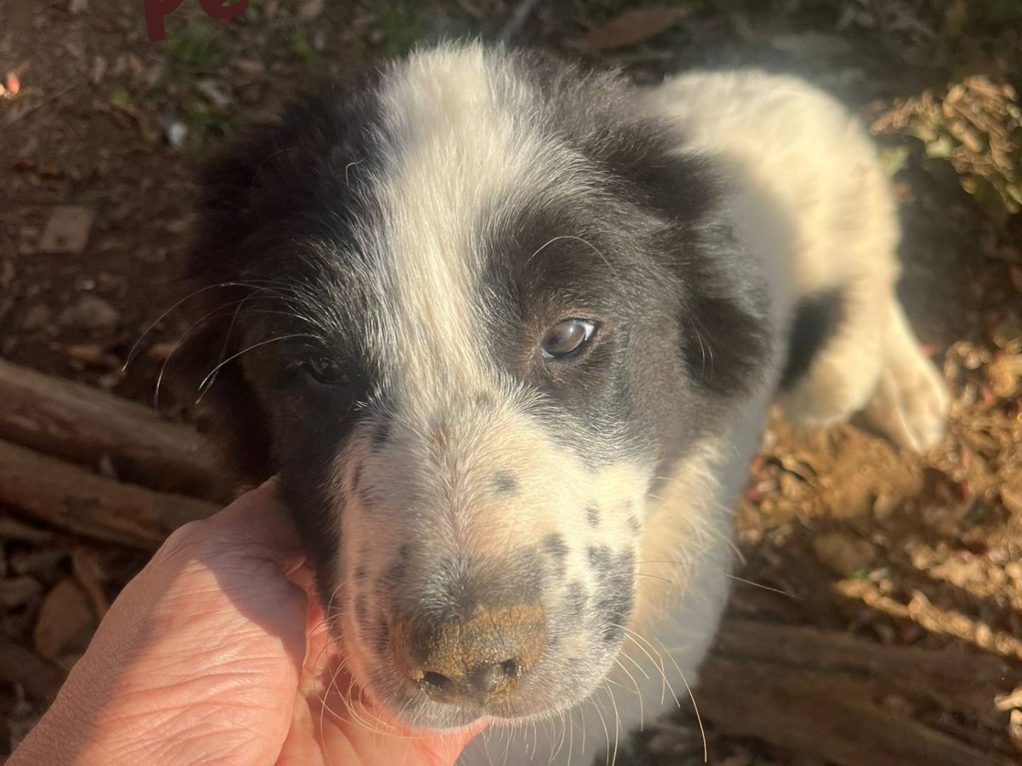 Adozione cane, maschio, Border Collie Razza sconosciuta, 3 mesi, taglia media, Vibo