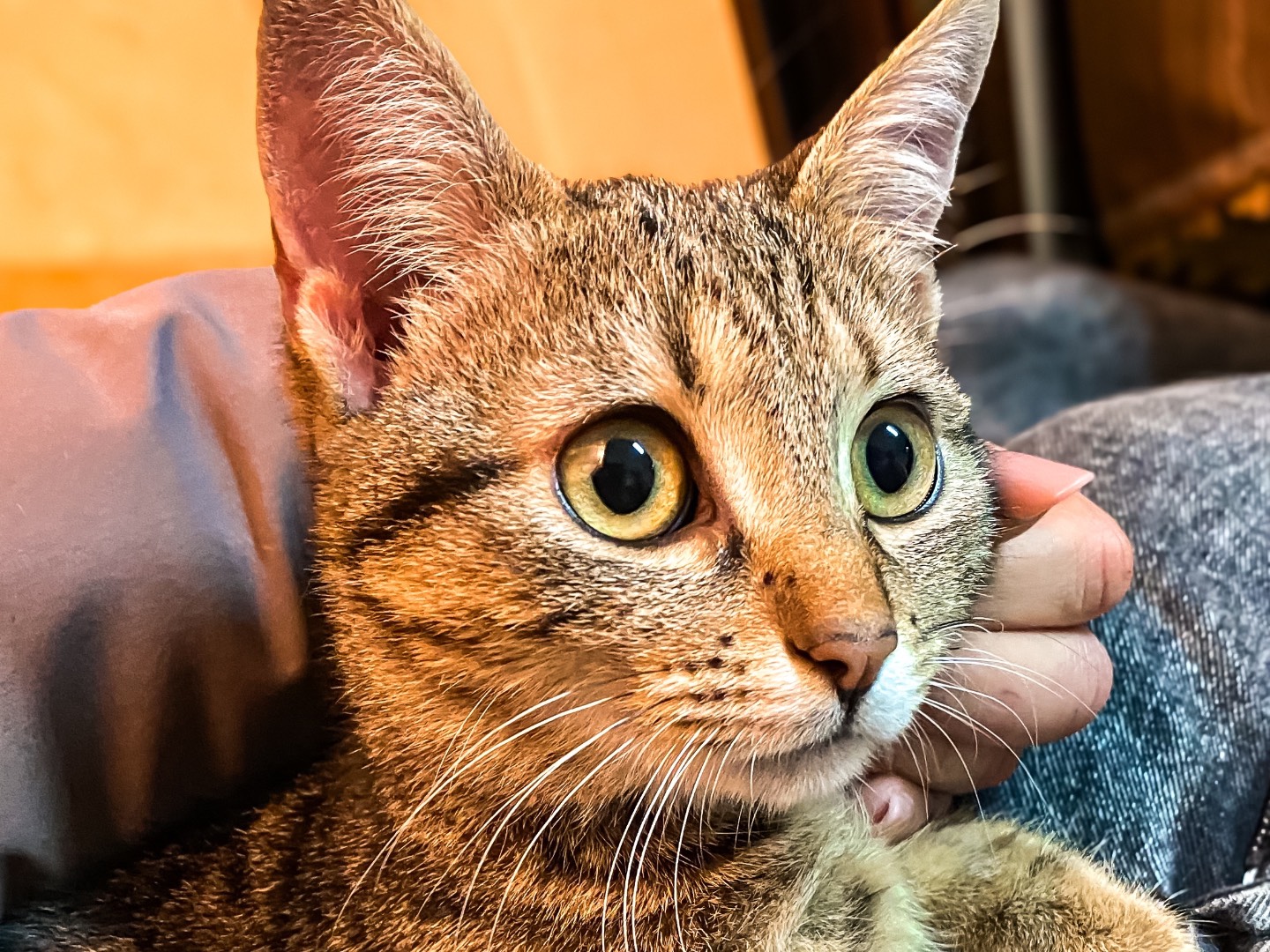 Adozione gatto, femmina, Razza sconosciuta Razza sconosciuta, 6 mesi, taglia non valida, Taranto