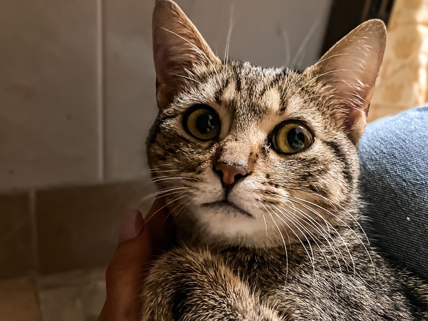 Adotta un gatto, femmina, 6 mesi, Taranto