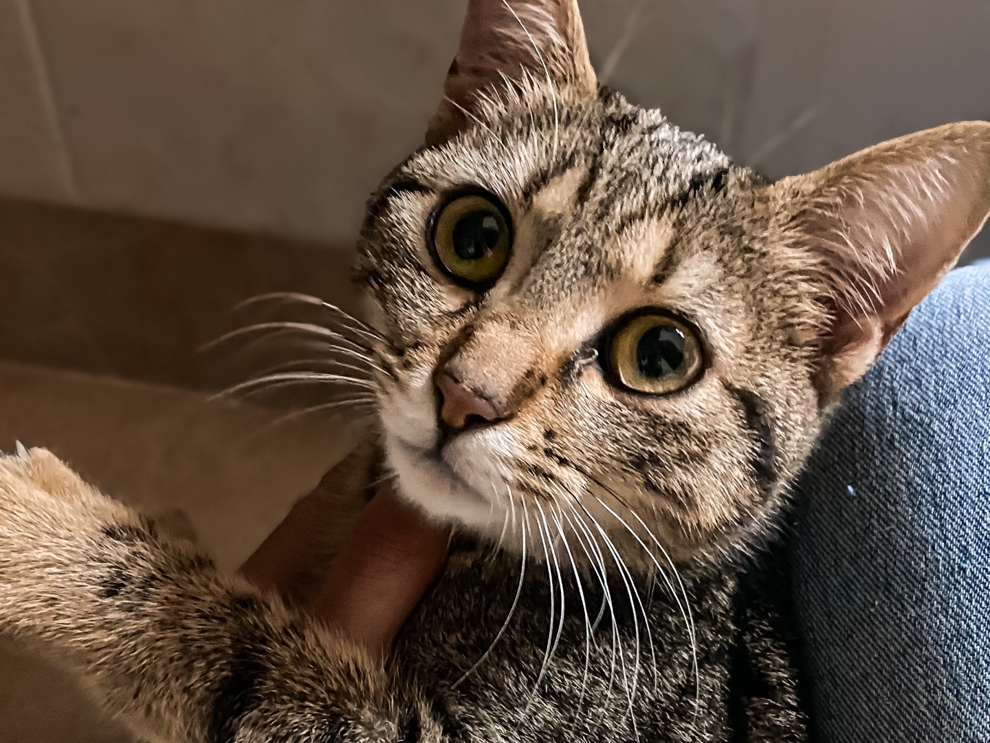 Adotta un gatto, taglia non valida, femmina, Taranto