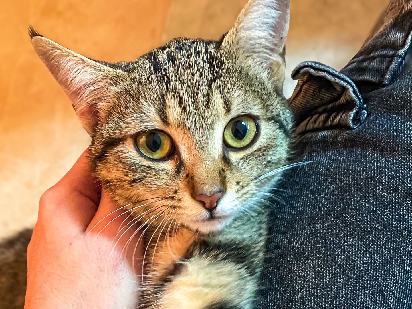 Vuoi adottare un gatto a Taranto?