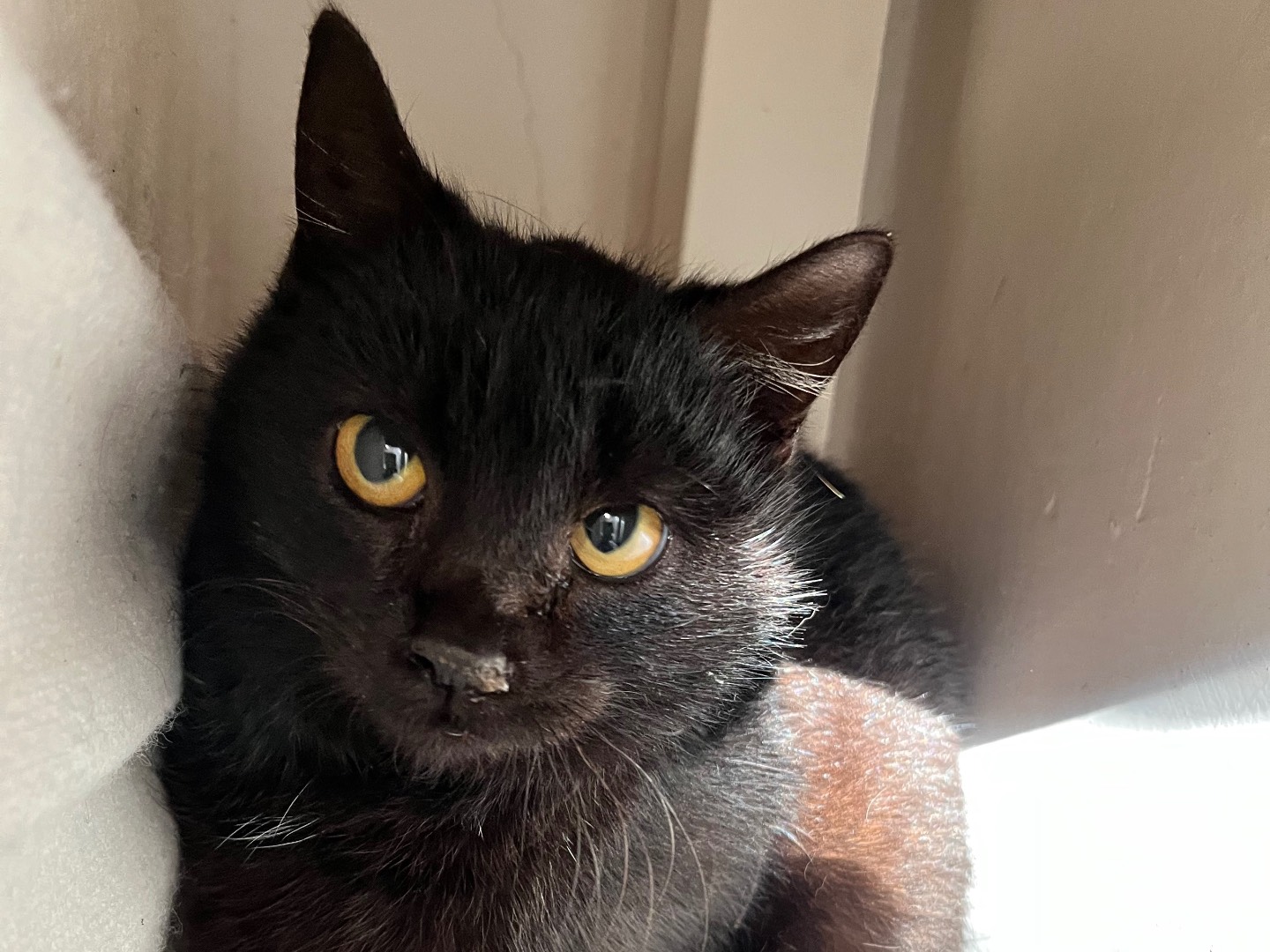 Adozione gatto, femmina, Razza sconosciuta Razza sconosciuta, 3 mesi, taglia non valida, Padova