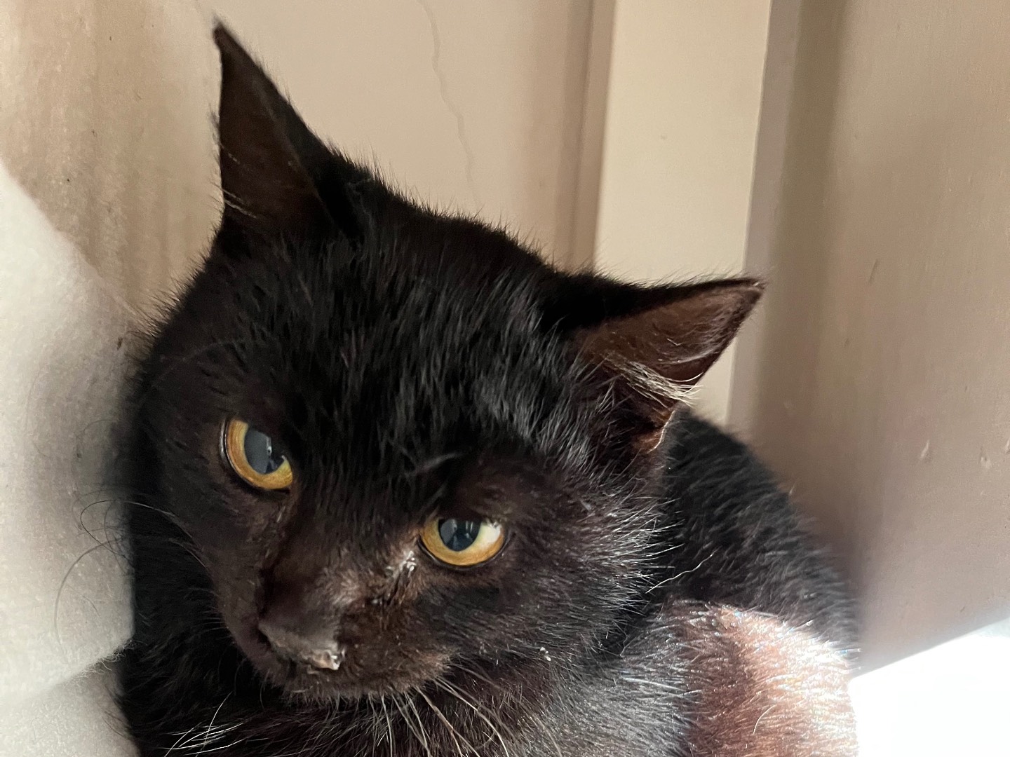 Adotta un gatto, femmina, 3 mesi, Padova