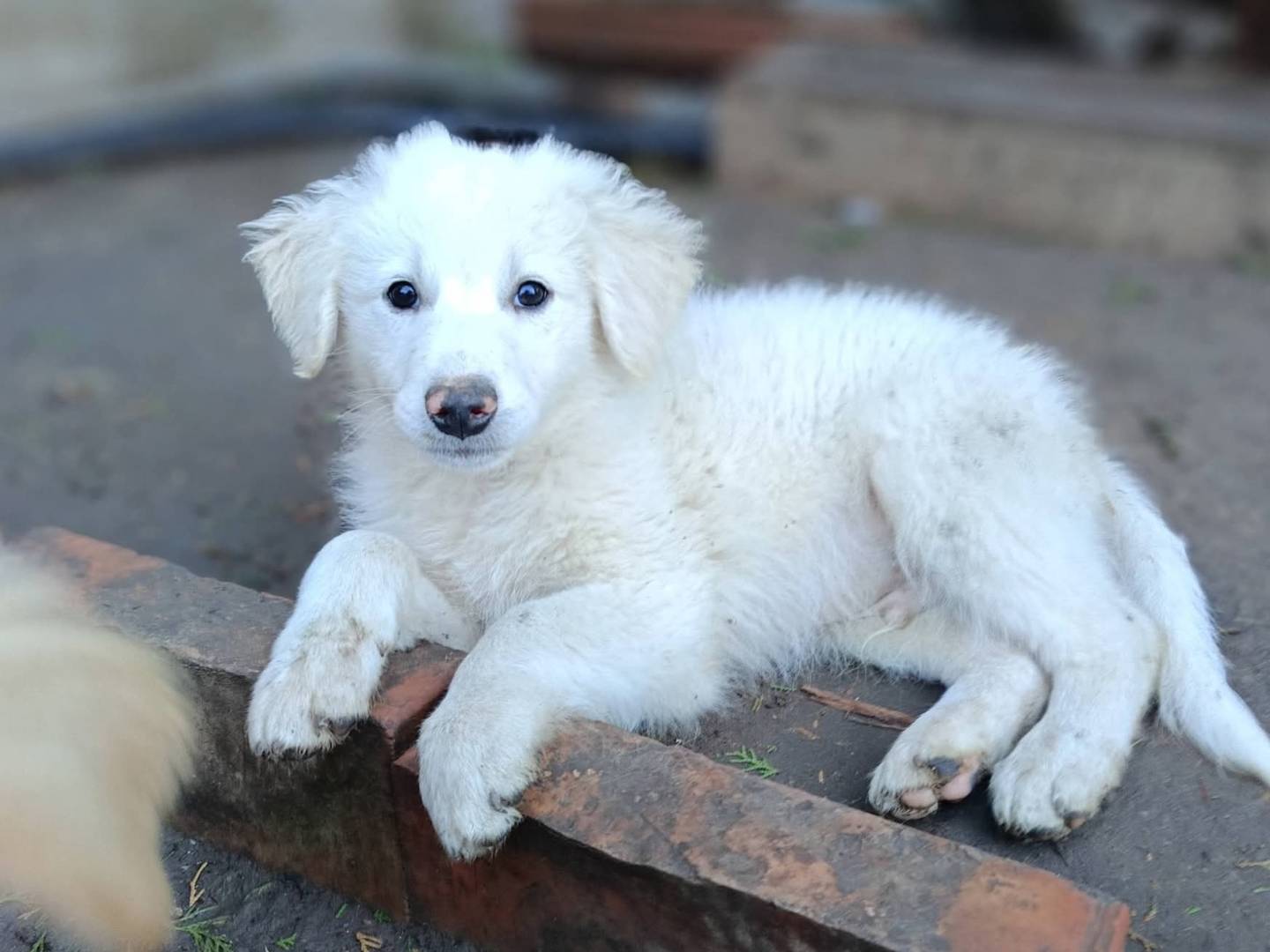 Adotta un cane, femmina, 1 mesi, Siracusa