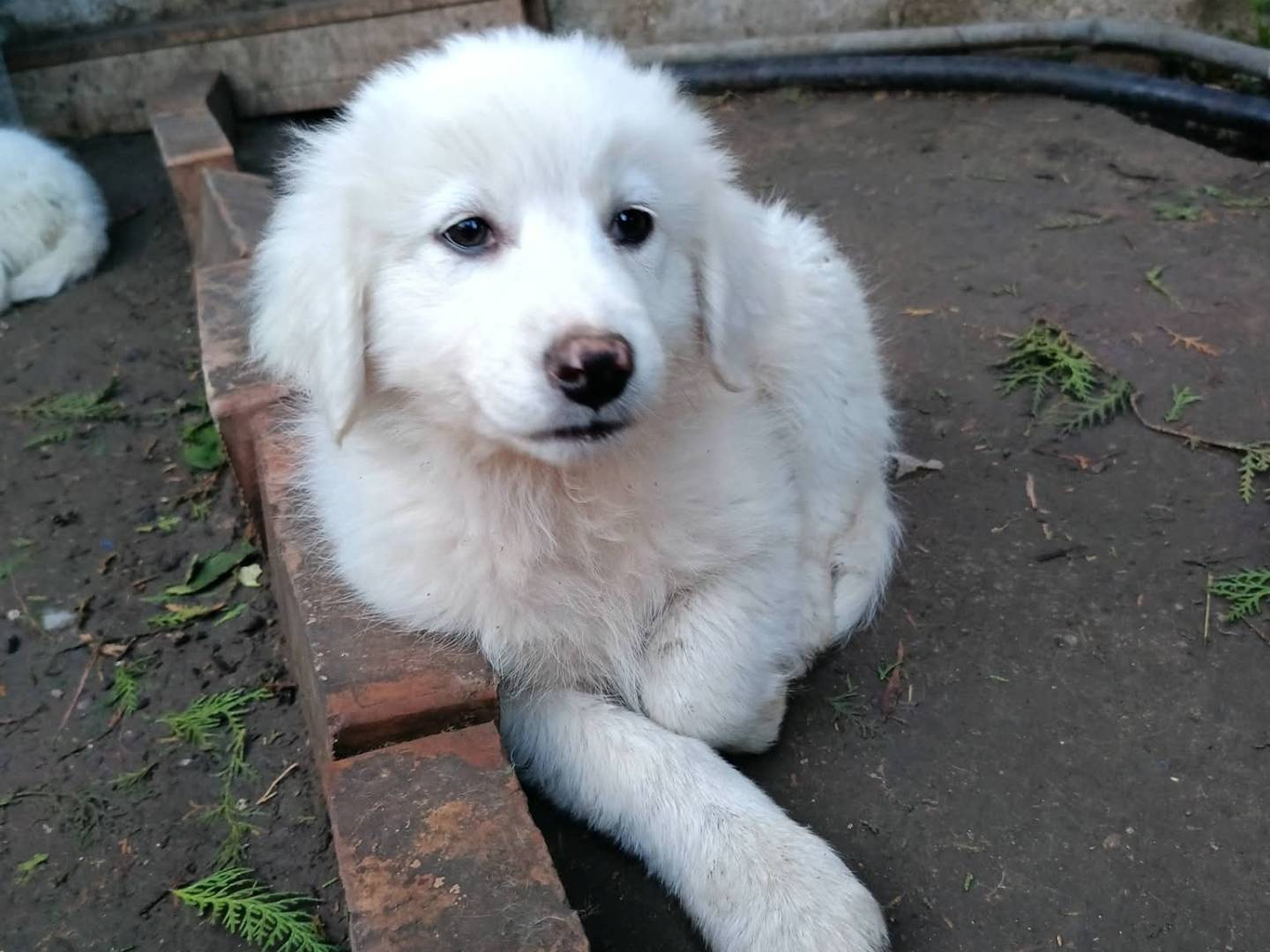 Vuoi adottare un cane a Siracusa?