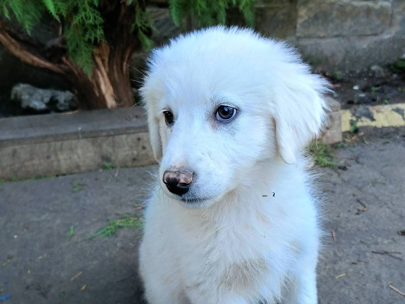 Adotta il cane LEILA  a Siracusa