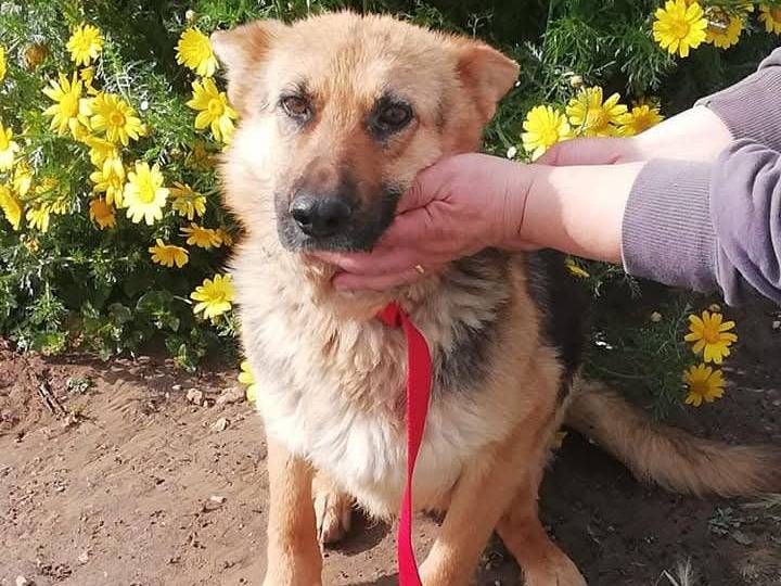 Adozione cane, femmina, Pastore tedesco Razza sconosciuta, 10 anni e 6 mesi, taglia media, Ragusa