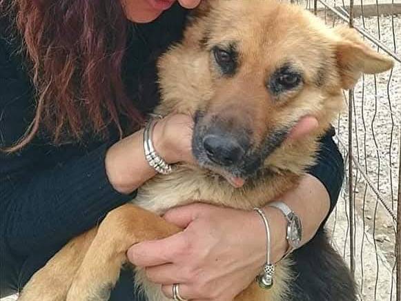 Adotta un cane, femmina, 10 anni e 6 mesi, Ragusa