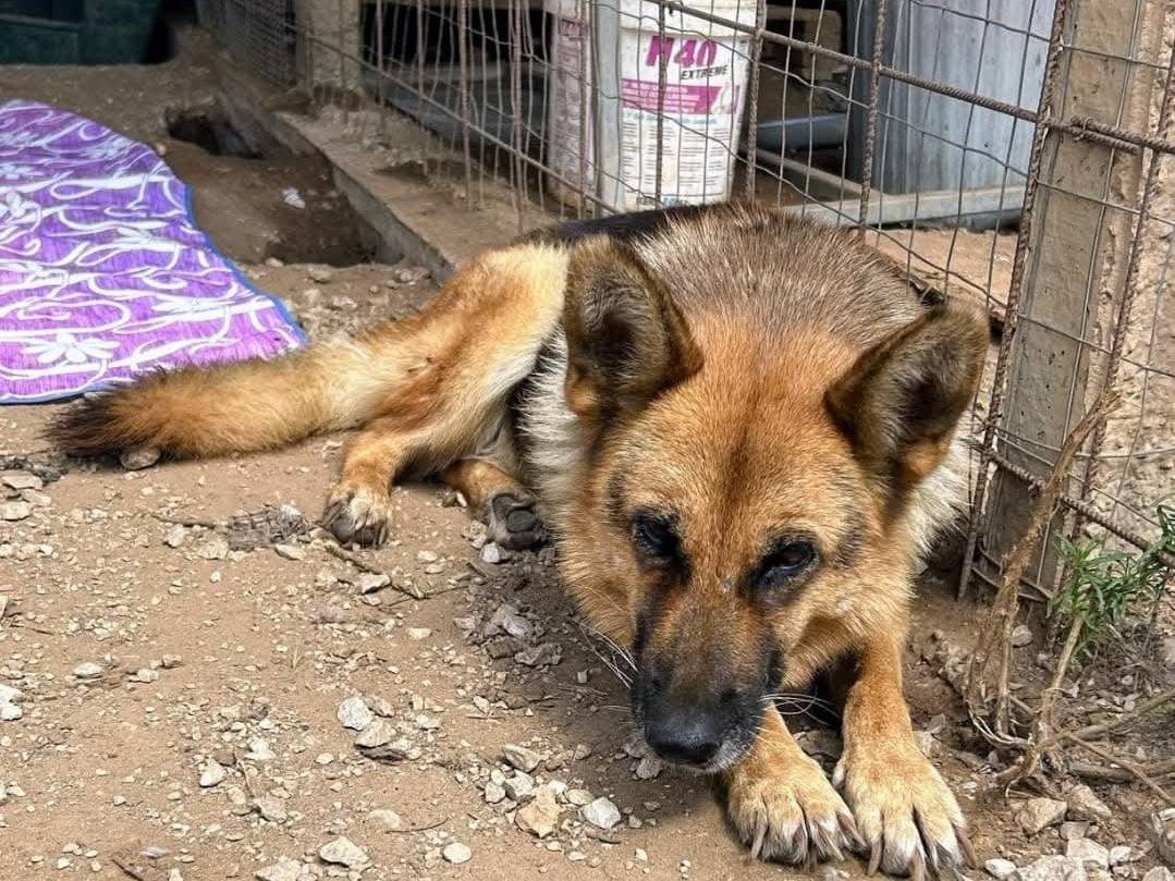 Vuoi adottare un cane a Ragusa?