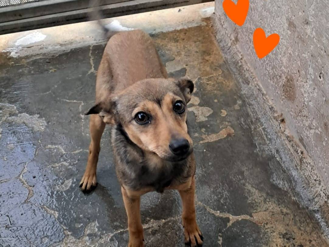 Adozione cane, femmina, Pinscher Razza sconosciuta, 5 mesi, taglia piccola, Barletta