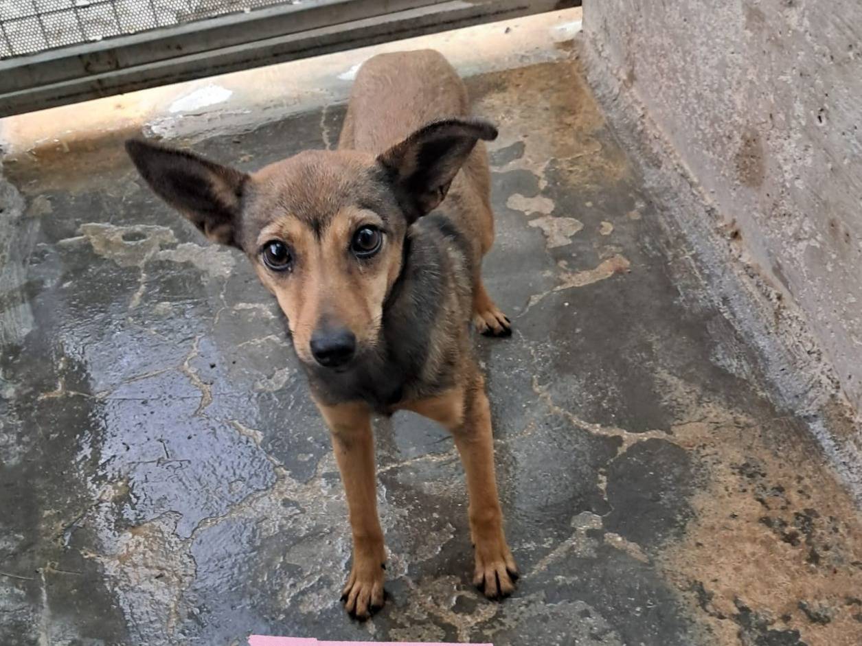 Adotta un cane, femmina, 5 mesi, Barletta