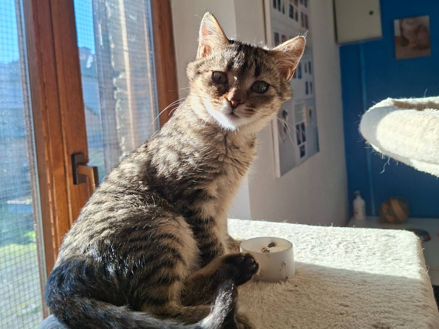 Adotta un gatto, maschio, 2 mesi, Viterbo