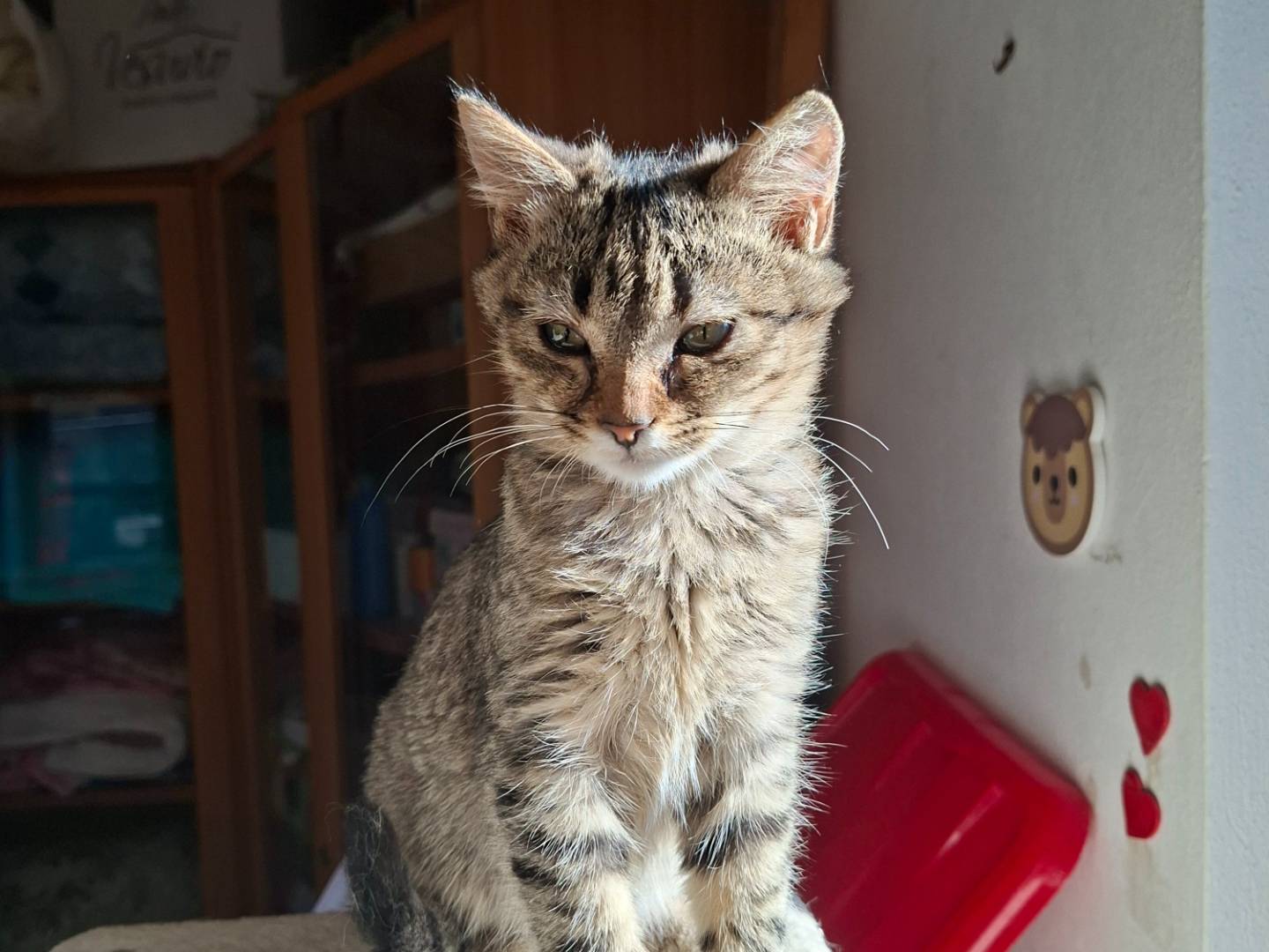 Adotta un gatto, femmina, 3 mesi, Viterbo