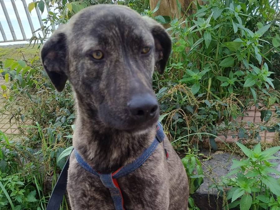 Adozione cane, maschio, Razza sconosciuta Razza sconosciuta, 11 mesi, taglia media, Agrigento