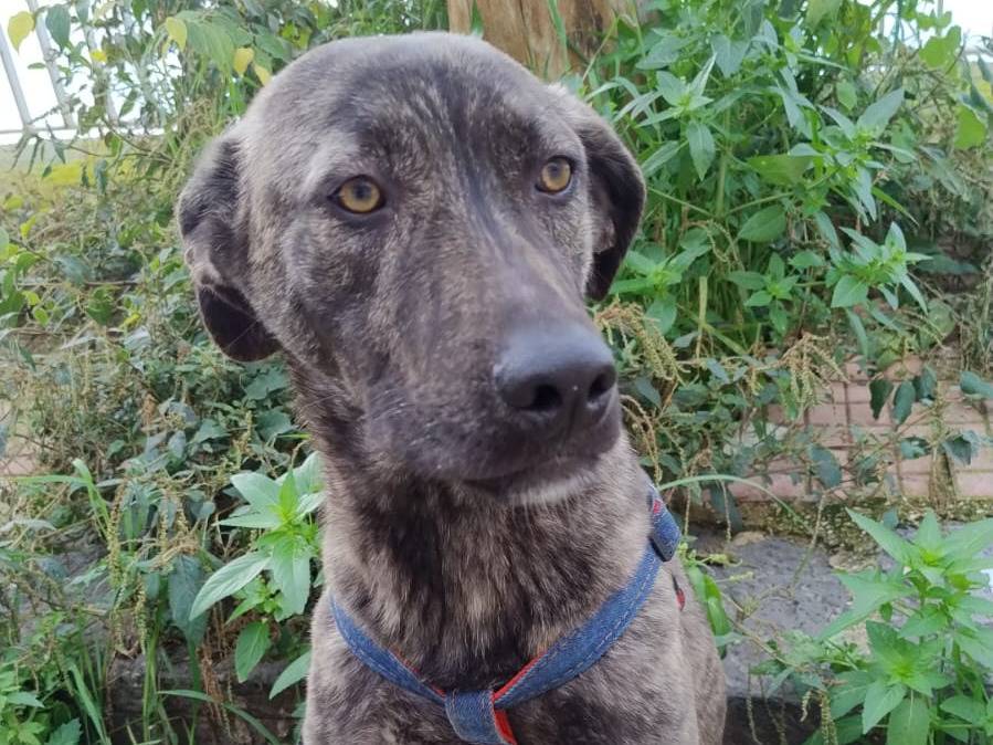 Adotta un cane, maschio, 11 mesi, Agrigento