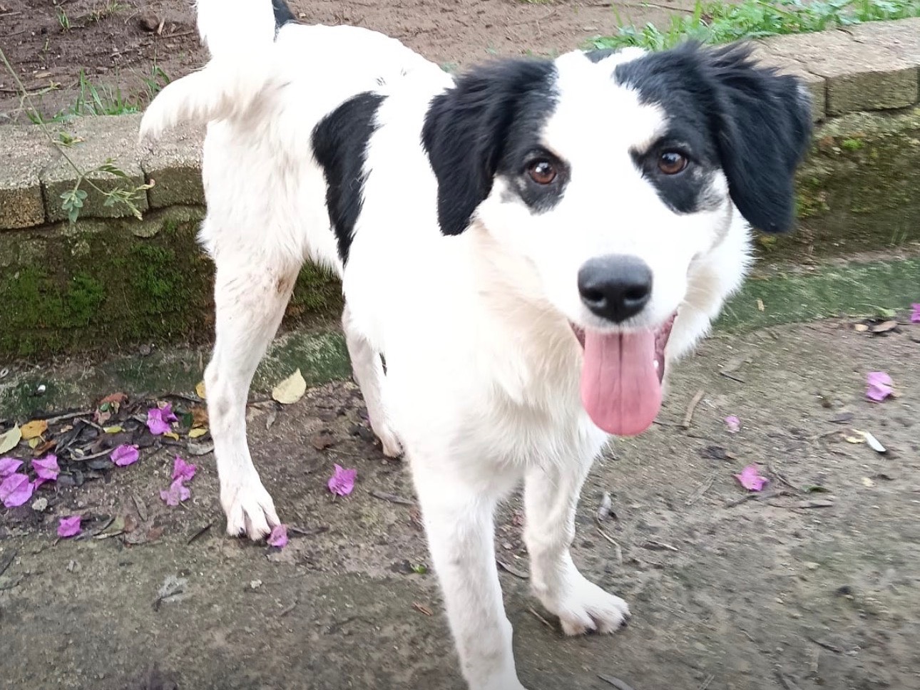 Adotta un cane, femmina, 4 mesi, Siracusa