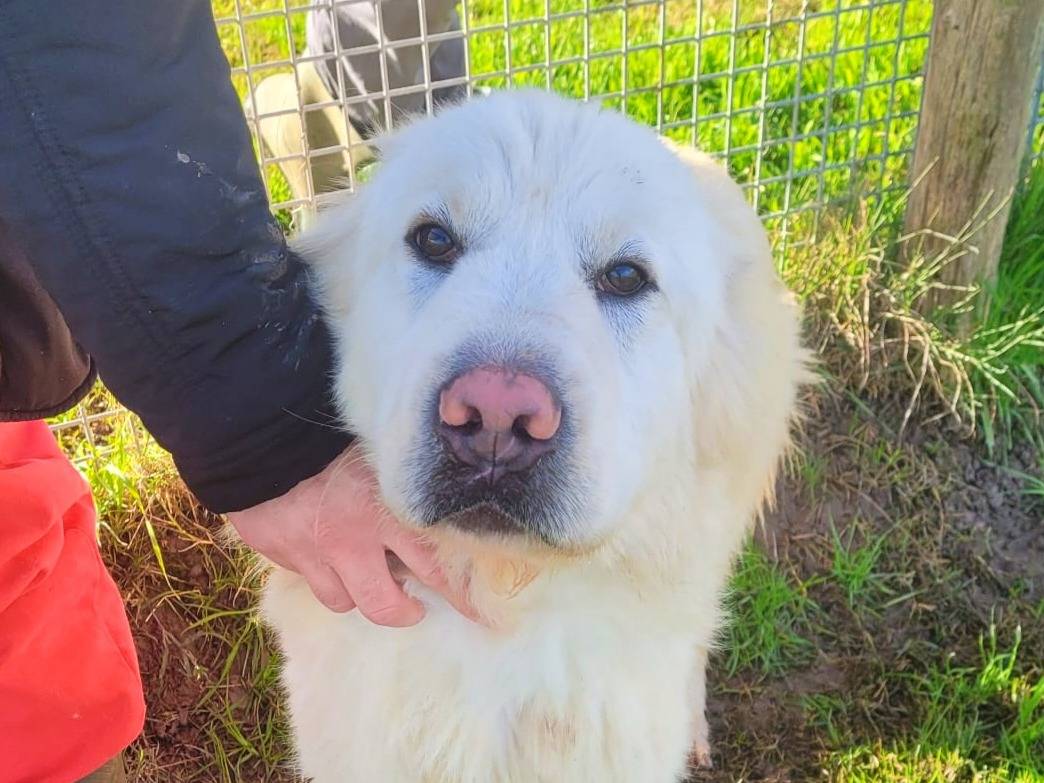 Adozione cane, maschio, Pastore maremmano Razza sconosciuta, 1 anno e 11 mesi, taglia grande, Latina